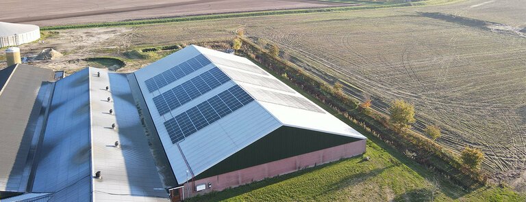 Commerciële systemen: Reynders Fokvarkens